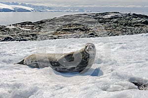 Crabeater seal on beach with snow in Antarctica