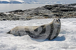 Crabeater seal on beach with stones in Antarctica