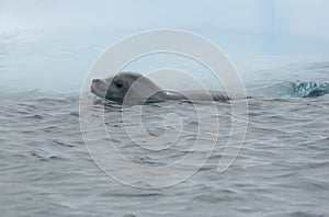 Crabeater seal from floating iceberg