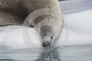 Crabeater seal on the ice in Antarctica