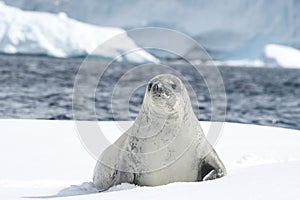 Crabeater seal on the ice. photo