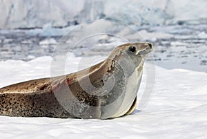 Crabeater seal on ice floe, Antarctic Peninsula