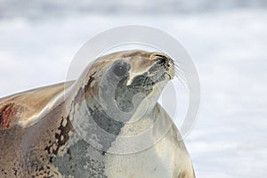 Crabeater seal on ice floe, Antarctic Peninsula