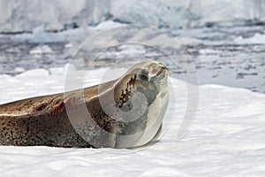 Crabeater seal on ice floe, Antarctic Peninsula