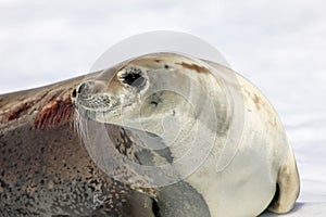 Crabeater seal on ice floe, Antarctic Peninsula