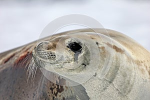 Crabeater seal on ice floe, Antarctic Peninsula