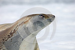 Crabeater seal on ice floe, Antarctic Peninsula