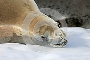 Crabeater seal on ice floe, Antarctic Peninsula