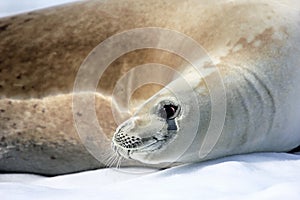 Crabeater seal on ice floe, Antarctic Peninsula