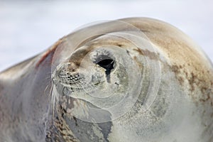 Crabeater seal on ice floe, Antarctic Peninsula