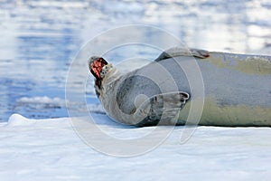 Crabeater seal on ice floe, Antarctic Peninsula