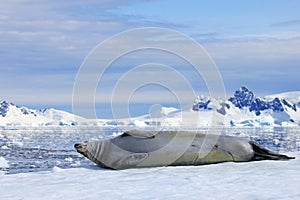 Crabeater seal on ice floe, Antarctic Peninsula