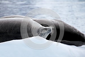 Crabeater seal on ice floe, Antarctic Peninsula