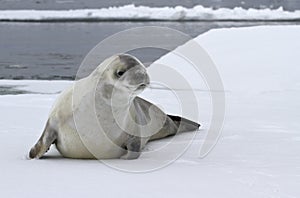 Crabeater seal on an ice floe photo