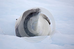 Crabeater seal on ice floe, Antarctica