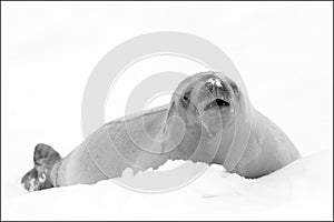 Crabeater Seal on Ice Flow