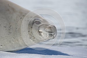 Crabeater seal on ice flow, Antarctica