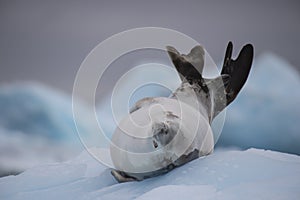 Crabeater seal on ice flow, Antarctica