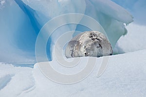 Crabeater seal on ice flow, Antarctica