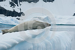 Crabeater seal on an iceberg photo