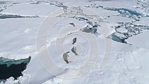 Crabeater seal iceberg antarctica wildlife