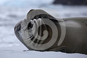 Crabeater seal laugning out loud, Antarctica photo
