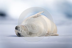 Crabeater seal lies on ice floe sleeping