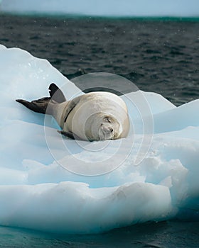 Crabeater seal, lobodon carcinophaga, in Antarctica resting on drifting pack ice or icefloe between blue icebergs and