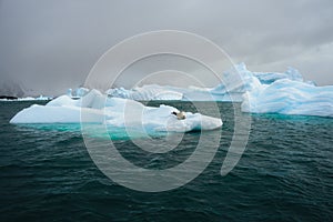 Crabeater seal, lobodon carcinophaga, in Antarctica resting on drifting pack ice or icefloe between blue icebergs and