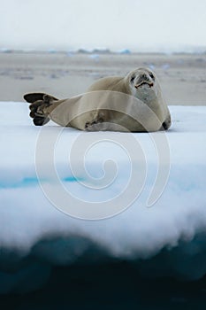 Crabeater seal, lobodon carcinophaga, in Antarctica resting on drifting pack ice or icefloe between blue icebergs
