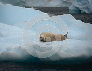 Crabeater seal, lobodon carcinophaga, in Antarctica resting on drifting pack ice or icefloe between blue icebergs