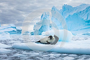 Crabeater seal lobodon carcinophaga in Antarctica resting on drifting pack ice or icefloe between blue icebergs and freezing sea