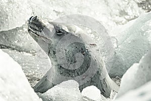 Crabeater Seal Lobodon carcinophagus after a dive