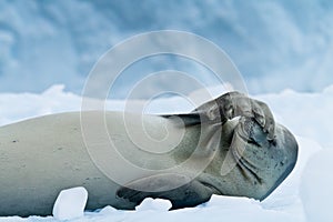 Crabeater seal resting, Antarctica photo