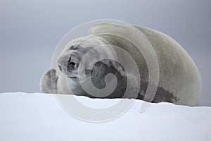 Crabeater seal resting on ice floe, Antarctica photo