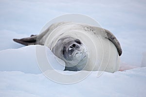 Crabeater seal resting on ice floe, Antarctica photo