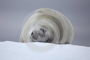 Crabeater seal sleeping on ice floe, Antarctica photo