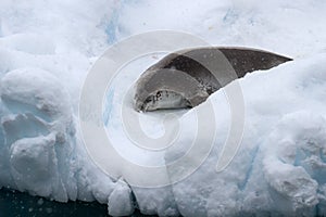 Crabeater seal sleeping on a small iceberg