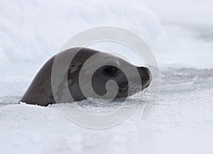 crabeater seal sticking its head out of the hole