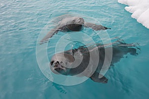 Crabeater seal swiming in the water , Antarctica