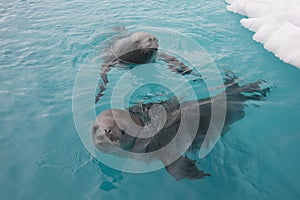 Crabeater seal swiming in the water , Antarctica