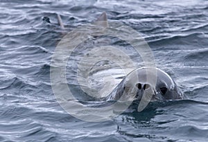 crabeater seal that swims in water