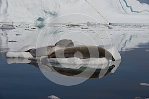 Crabeater seal in the water in Antarctica