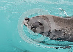 Crabeater seal in the water in Antarctica