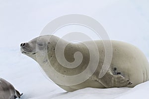 Crabeater seal which lies on the ice