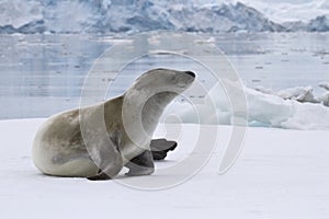 Crabeater seal which lies on the ice in Antarctic photo
