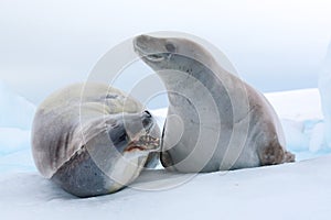 Crabeater Seals, Antarctica