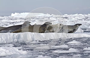 Crabeater seals flock resting on an ice floe 1