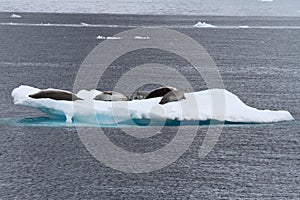 Crabeater seals group on the ice in Antarctic