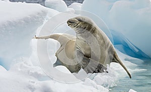 Crabeater seals on the ice.